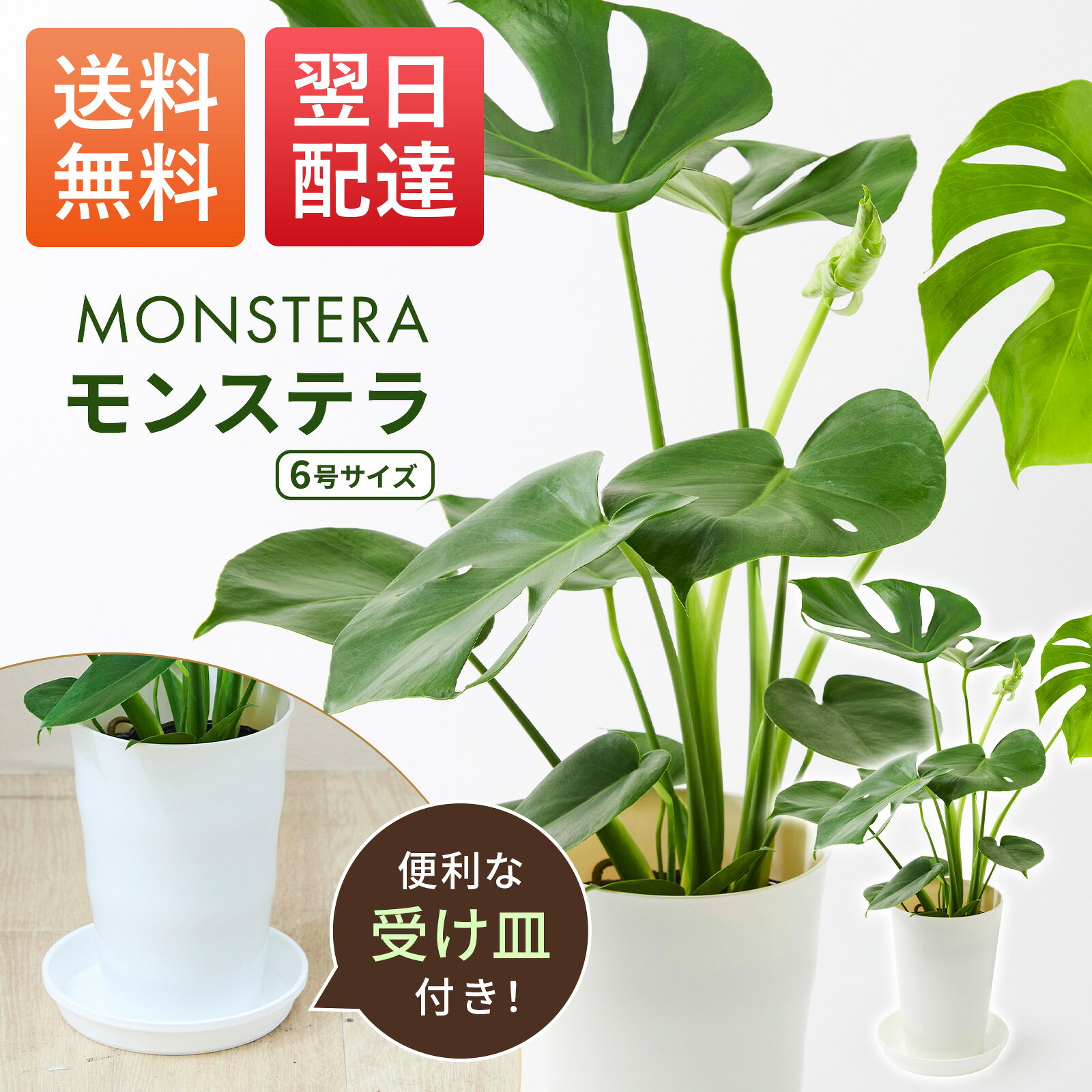 【 最短 翌日配送】 モンステラ 6号 観葉植物 選べる 鉢 付き 本物 大型 ( お手入れ簡単 初心者 ) 開店祝い 引越し祝い 新築祝い ギフト プレゼント 風水 インテリア おしゃれ ( 室内 屋外 オフィス 玄関 )