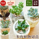 多肉植物切苗 1号 ミニ 小さい プチ 多肉植物 観葉植物 寄せ植えセット インテリア オシャレ 開店祝い 結婚式 新築祝い 就職祝い 開業祝い 記念日 引越し祝い