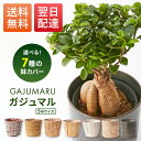 ガジュマル 5寸 5号サイズ 7種類の鉢から選べる 観葉植物 翌日配送 幸運の木 風水 インテリア オシャレ 開...