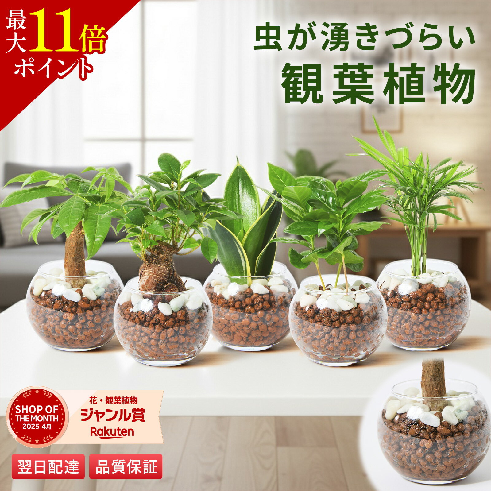 【SSクーポン】観葉植物 3号 ハイドロカルチャー 水耕栽培 パキラ ガジュマル サンスベリア 初心者 ミニサイズ ギフト 卓上 コーヒーの木 テーブルヤシ インテリア オシャレ 開店祝い 新築祝い 開業祝い 引越し祝い ブルーミー(bloomee)