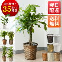 【最短翌日配送】観葉植物 本物 選べる観葉植物 7号 パキラ サンスベリア ポトス ユッカ サンセベリア オーガスタ 幸運の木 風水 インテリア オシャレ 開店...