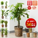 限定クーポン配布中☆翌日配送 観葉植物 本物 選べる 7号 パキラ サンスベリア ポトス ユッカ サンセベリア オーガスタ 幸運の木 風水 インテリア オシャレ 開店祝い 結婚式 新築祝い 就職祝い 開業祝い 記念日 引越し祝い 70代 ブルーミー(bloomee)