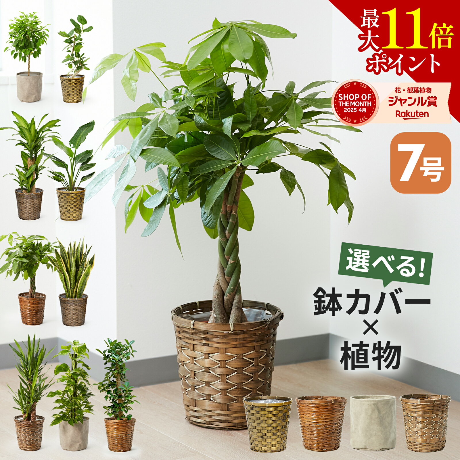 【SSクーポン】観葉植物 7号 パキラ 