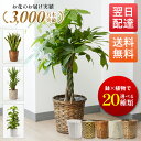 選べる観葉植物 7号
