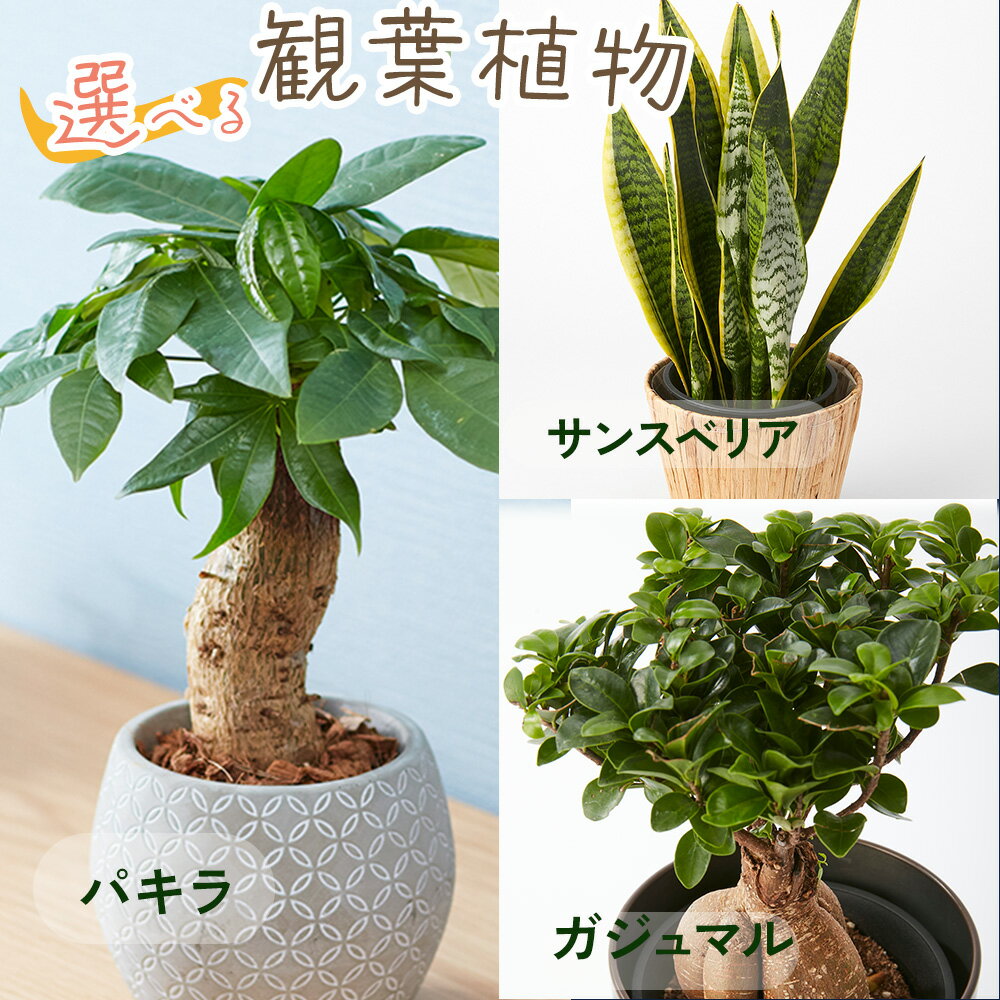 選べる観葉植物　パキラ ガジュマル サンスベリア ボール型陶器付き　4.5号 5寸 5号 6寸 6号サイズ サンセベリア 観葉植物 幸運の木 風水 インテリア オシャレ 開店祝い 結婚式 新築祝い 就職祝い 開業祝い 記念日 引越し祝い 70代 父の日2024 父の日のプレゼント