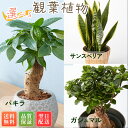 【翌日配送 送料無料】選べる観葉植物 ミニサイズ パキラ ガジュマル サンスベリア ボール型陶器付き 4.5号 5寸 5号 サイズ サンセベリア 観葉植物 幸運...