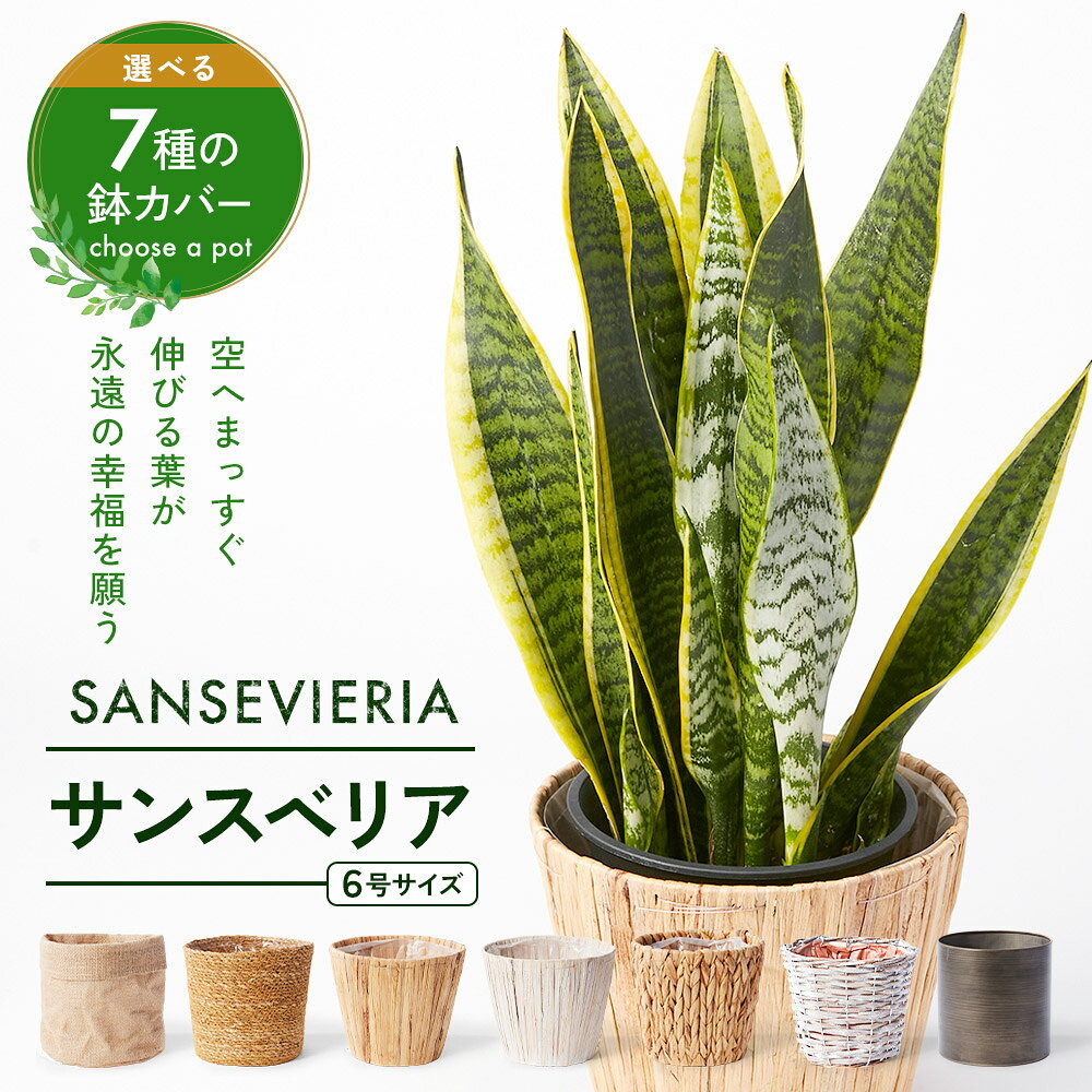 あす楽 13時まで サンスベリア 5号4.5号 選べる鉢 観葉植物 幸運の木 風水 インテリア オシャレ 開店祝い 結婚式 新築祝い 就職祝い 開業祝い 記念日 引越し祝い 移転祝い おしゃれ 花 ギフト プレゼント 70代お歳暮 クリスマス