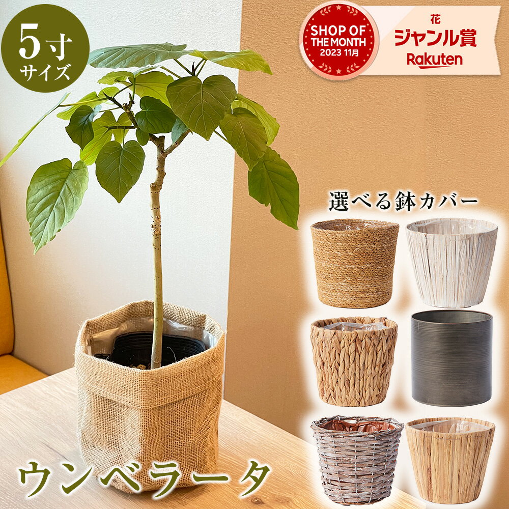 観葉植物 ウンベラータ 5寸 5号 選べる鉢カバー葉植物 風水 インテリア オシャレ 70代 父の日2024 父の日のプレゼント オフィス 事業所 店舗 法人 開店祝い 結婚式 新築祝い 就職祝い 開業祝い 記念日 引越し祝い