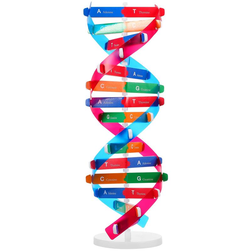 楽天市場】dna 構造 模型の通販