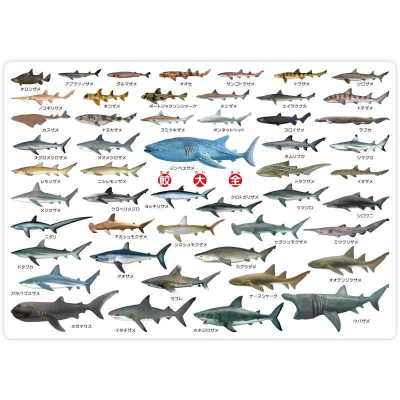 ザ・アクセス 下敷き 鮫 大全 水族館 A4