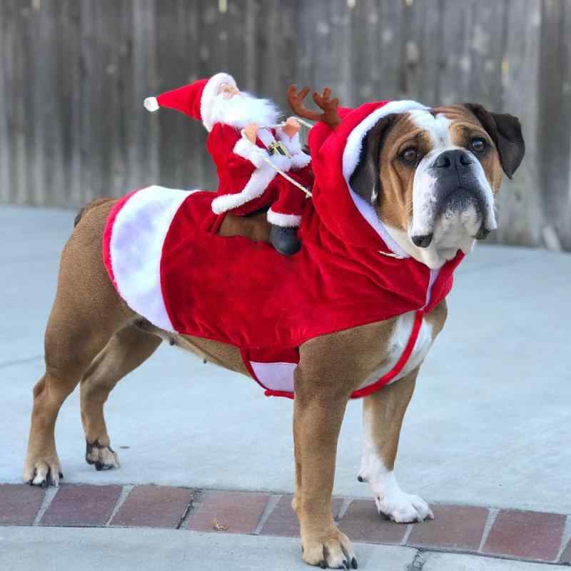ペットコスチューム 犬用 クリスマス サンタライダー トナカイ 面白い 仮装 ドッグウェア イベント パーティー 衣装 かわいい おしゃれ アクリル製 レッド 秋冬