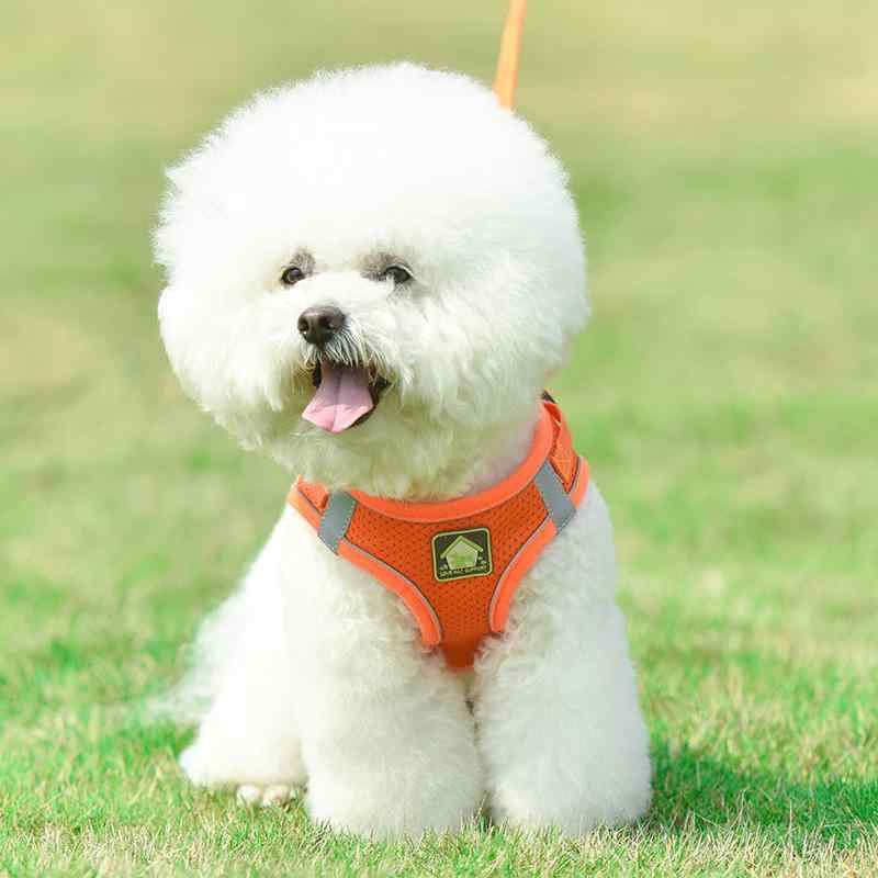 ハーネス 犬用 セット リード 胴輪 首輪 抜けない 簡単装着 丈夫 軽量 調節可能 小型犬 中型犬 大型犬 散歩 お出かけ 無地 ペット用品