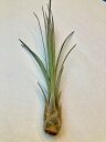 GAvc WZA STCY GA[vc `WA ϗtA Airplants A eBWA v[g Mtg hV CeA vc 蕨 a