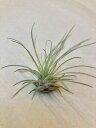 エアプランツ フックシー テラリウム Sサイズ エアープランツ チランジア 観葉植物 Airplants 着生植物 ティランジア プレゼント ギフト 敬老 インテリア プランツ 贈り物 誕生日