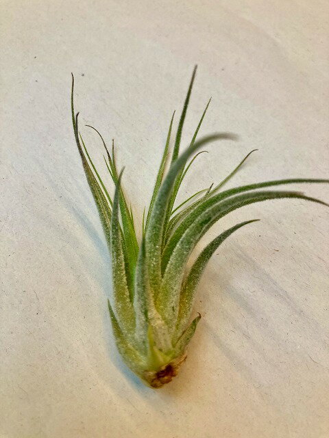 エアプランツ コルビー テラリウム Sサイズ エアープランツ チランジア 観葉植物 Airplants 着生植物 ティランジア プレゼント ギフト 敬老 インテリア プランツ 贈り物 誕生日