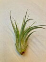 エアプランツ コルビー テラリウム Sサイズ エアープランツ チランジア 観葉植物 Airplants 着生植物 ティランジア プレゼント ギフト 敬老 インテリア プランツ 贈り物 誕生日