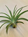 GAvc xeBi eE STCY GA[vc `WA ϗtA Airplants A eBWA v[g Mtg hV CeA vc 蕨 a