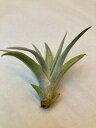 エアプランツ ハリシー テラリウム Sサイズ エアープランツ チランジア 観葉植物 Airplants 着生植物 ティランジア プレゼント ギフト 敬老 インテリア プランツ 贈り物 誕生日