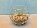 エアプランツ フックシー テラリウム 丸ガラス サンゴ砂 エアープランツ チランジア 観葉植物 Airplants 着生植物 ティランジア プレゼント ギフト ...