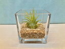 エアプランツ イオナンタ・ルブラ テラリウム ブロックガラス エアープランツ チランジア 観葉植物 Airplants 着生植物 ティランジア プレゼント ギフ...