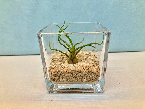 エアプランツ エアプランツ ブルボーサ テラリウム ブロックガラス エアープランツ チランジア 観葉植物 Airplants 着生植物 ティランジア プレゼント ギフト 敬老 インテリア プランツ 贈り物 誕生日