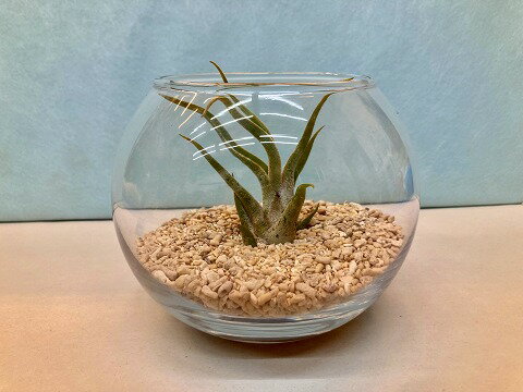 エアプランツ カプト・メドゥサーエ テラリウム 丸ガラス エアープランツ チランジア 観葉植物 Airplants 着生植物 ティランジア プレゼント ギフト 敬老 インテリア プランツ 贈り物 誕生日