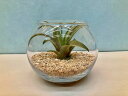 エアプランツ カピタータ テラリウム 丸ガラス エアープランツ チランジア 観葉植物 Airplants 着生植物 ティランジア プレゼント ギフト 敬老 イン...