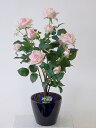 ”超質感”光触媒アートフラワー(造花) ばら(バラ・薔薇)1本立ち(絞りピンク)生花と間違えるほどのリアルな質感をぜひ体験してください。贈り物・母の日・新築祝・開店祝・誕生日・記念日・卒業式・入学式・ギフト・お歳暮・お年賀に【smtb-s】