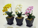 胡蝶蘭 光触媒 ”超質感”アートフラワー(造花) SSS Aタイプ(黄・白黄・絞ピンク) 贈り物・母の日・新築祝・開店祝・誕生日・記念日・卒業式・入学式・ギフト...