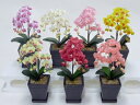 光触媒 胡蝶蘭 ”超質感” 光触媒アートフラワー 造花 SSS お好み3点セット 贈り物 母の日 新築祝 開店祝 誕生日 記念日 卒業式 入学式 ギフト お歳暮...