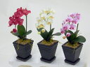 光触媒 胡蝶蘭 ”超質感”アートフラワー(造花) SSS Bタイプ(赤・白黄・絞ピンク) 贈り物・母の日・新築祝・開店祝・誕生日・記念日・卒業式・入学式・ギフト...