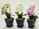 光触媒 胡蝶蘭 ”超質感”アートフラワー(造花)SSS Cタイプ (グリーン・白黄・絞ピンク) 贈り物・母の日・新築祝・開店祝・誕生日・記念日・卒業式・入学式・...