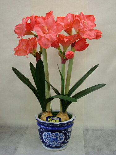 英語メッセージ 花言葉 花通販 英語のwordも添えてオシャレに贈ろう Wishing You A Wonderful Happiness 花 通販happyガイド 英語メッセージ 花言葉 花通販 英語のwordも添えてオシャレに贈ろう Wishing You A Wonderful Happiness 花 通販happyガイド