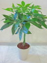 光触媒 観葉植物 造花 パキラ 編み アートフラワー 送料無料 ミニ 空気清浄機 インテリア ギフト プレゼント 贈り物 お誕生日 記念日 開店祝い