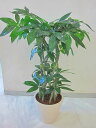 光触媒 観葉植物 造花 パキラ 編み アートフラワー 送料無料 ミニ 空気清浄機 インテリア ギフト プレゼント 贈り物 お誕生日 記念日 開店祝い