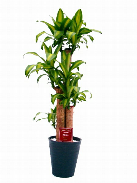 樂天商城 - ドラセナ・マッサンゲアナ　8号（8寸鉢）　幸福の木として人気の観葉植物です。丈夫で長持ちのインテリアグリーンはギフトにオススメです。【smtb-s】