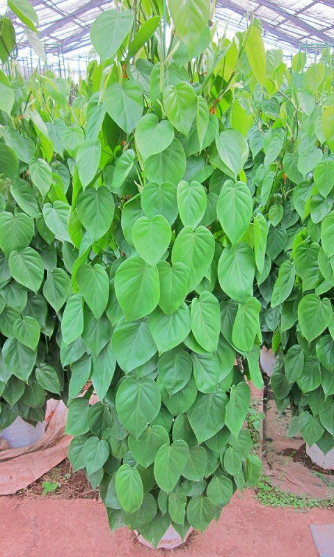 フィロデンドロン・オキシカルジウム（タワー仕立て・10号鉢）（鉢カバー・皿付き）和名でヒメカズラと呼ばれるハート型の葉が特徴のつる性観葉植物です。大変強く初心者でも育てやすいのでオススメです！【smtb-s】
