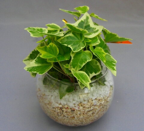 ハイドロカルチャー観葉植物（サンゴ砂）2鉢セット　バブ10　見た目が大変キレイで清涼感のあるデザインです。サンゴ砂は、雑菌等の抑..