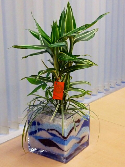 100均ジェルポリマーでの観葉植物の育て方 水やり 肥料不要の簡単な方法を解説 暮らし の