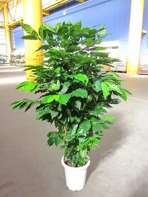楽天市場】観葉植物(種類(植物)コーヒーの木・高さ(植物 楽天市場】観葉植物(種類(植物)コーヒーの木・高さ(植物