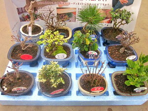 ミニ盆栽 おまかせ 12鉢セット 陶器鉢 鉢植え 鉢 植物 用土 送料無料 園芸 植木 ミニ盆栽セット贈り物 ギフト お誕生日 記念日 開店祝い