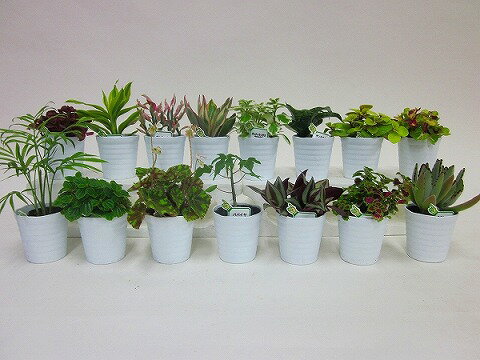 【産地直送】ミニ観葉（ミニ観葉植物セット）1ケース（お得な15鉢入り）　とってもかわいいミニサイズの観葉植物です。プラスチックの鉢に10〜15品種を組み合わせた植物が15鉢入っているので、いろいろな場所に飾れます。【smtb-s】