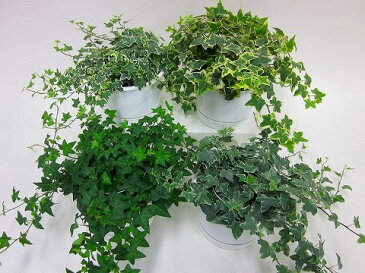 【産地直送】ヘデラ吊（イングリッシュアイビー）（ミニ観葉植物セット）1ケース（お得な4鉢入り）　とってもかわいいミニサイズの観葉植物です。プラスチックの鉢にキレイなグリーンのヘデラが4鉢入っているので、いろいろな場所に飾れます。【smtb-s】
