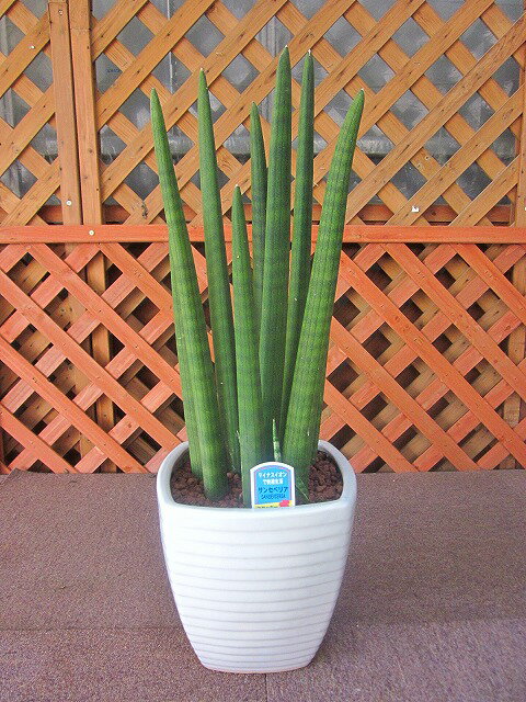 サンスベリア・スタッキー 白角陶器鉢 7号 サンセベリア スタッキー 観葉植物 鉢植え 販売 苗 苗 ...