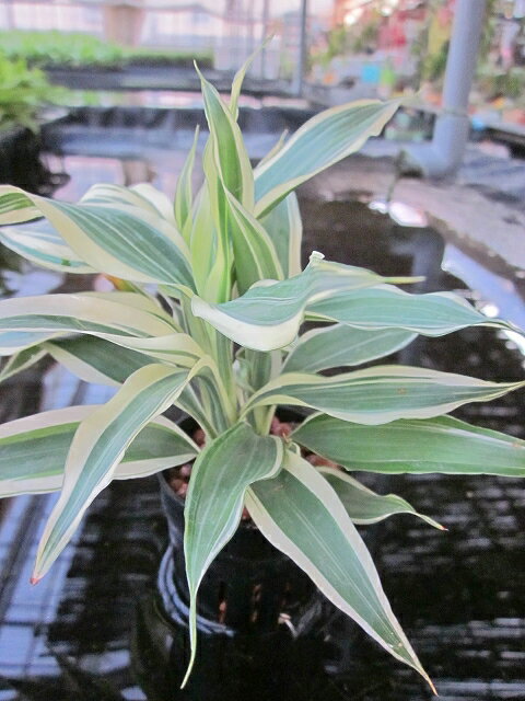 水耕栽培 苗 サンデリアーナ 白斑(ミドル) 水耕栽培 ハイドロカルチャー 室内園芸 苗木 苗 観葉植物 インテリア ミニ