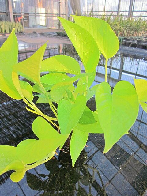 水耕栽培 苗 ポトス・ライム 水耕栽培 ハイドロカルチャー 室内園芸 苗木 苗 観葉植物 インテリア ミニ【05P01Mar15】