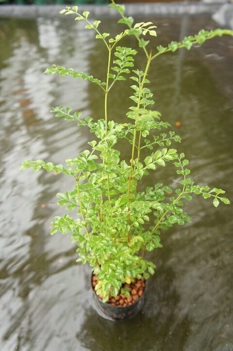 水耕栽培 苗 トネリコ 水耕栽培 ハイドロカルチャー 室内園芸 苗木 苗 観葉植物 インテリア ミニ【05P01Mar15】