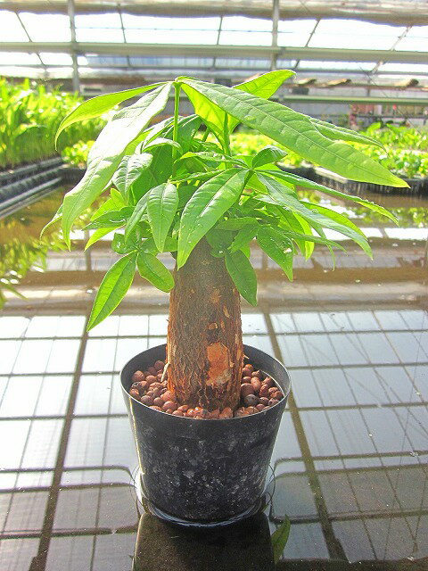 ハイミニみかげ 3号苗 インテリアグリーン ハイドロカルチャー 水耕栽培 観葉植物 最大77 オフ 観葉植物