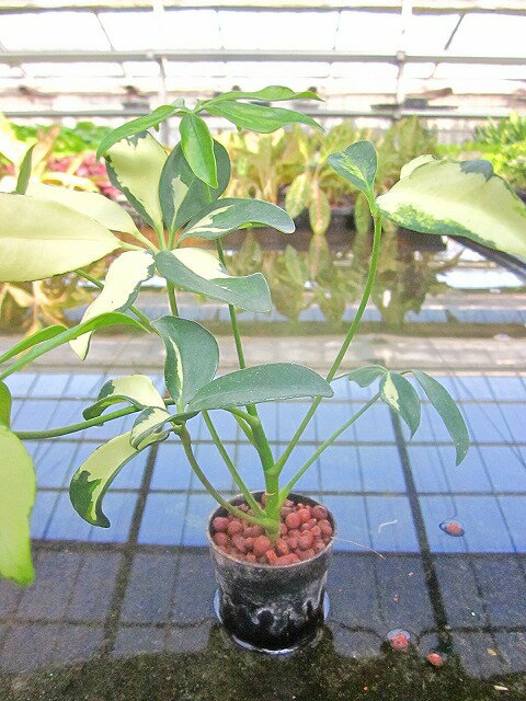 季節のおすすめ商品 ｇブロックｓ キューブ 3個セット 炭植え 観葉植物 ハイドロカルチャー 水耕栽培 インテリアグリーン