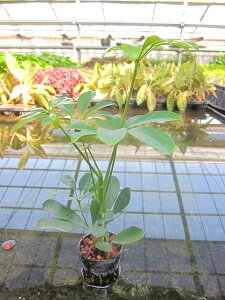 育てやすい植物シェフレラ カポック の水耕栽培 グリーンのある暮らし Fanum 育てやすい植物シェフレラ カポック の水耕栽培 グリーンのある暮らし Fanum